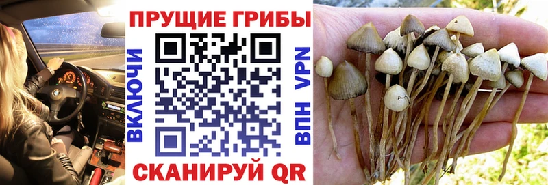 ОМГ ОМГ ССЫЛКА  мориарти формула  Галлюциногенные грибы прущие грибы  Заинск 